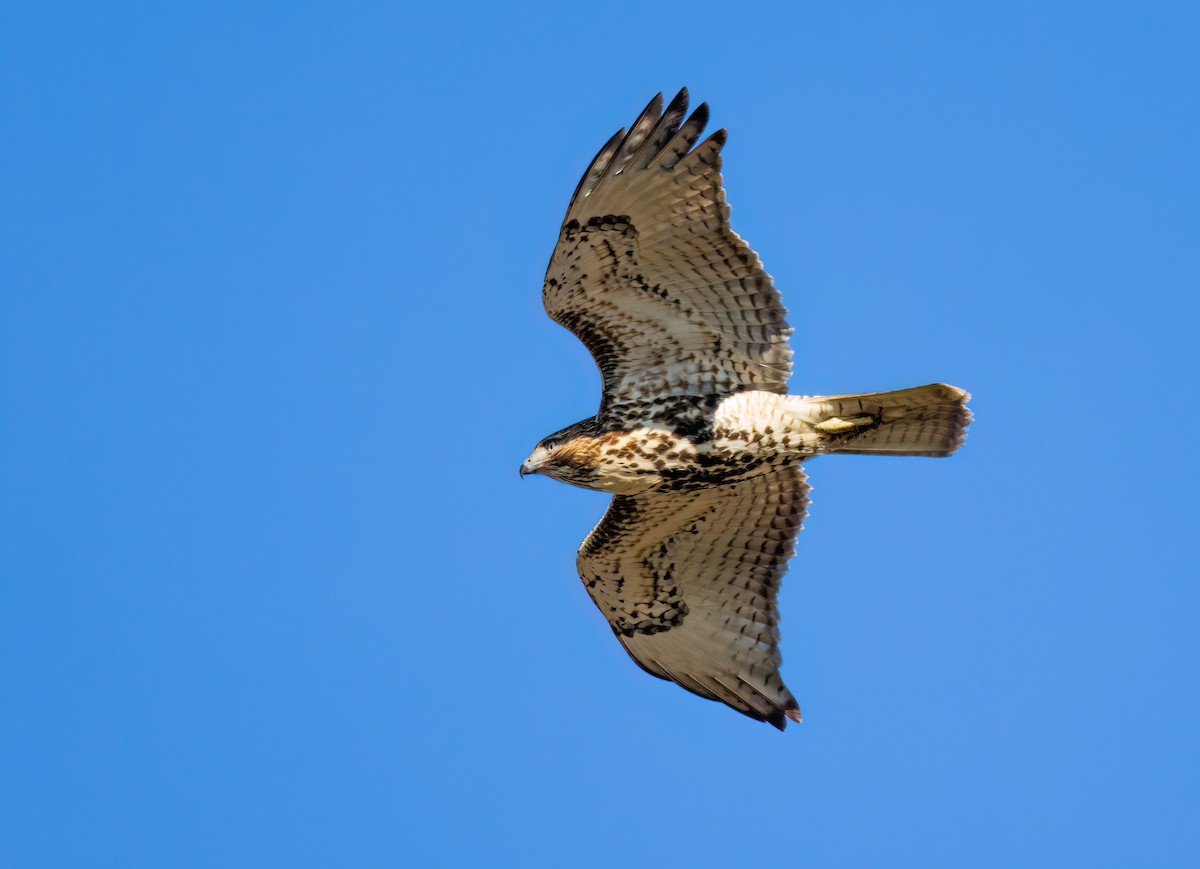 アカオノスリ - ML645548939