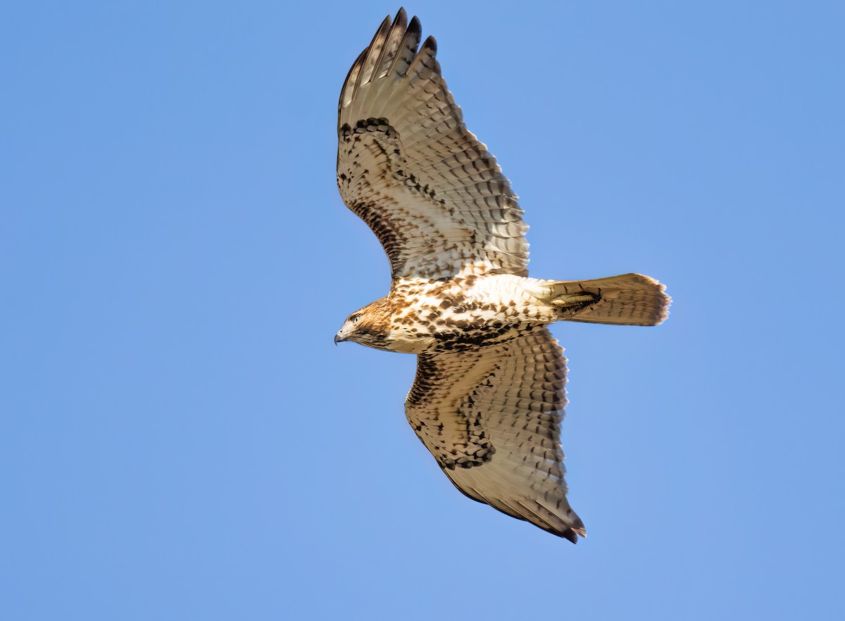 アカオノスリ - ML645548940