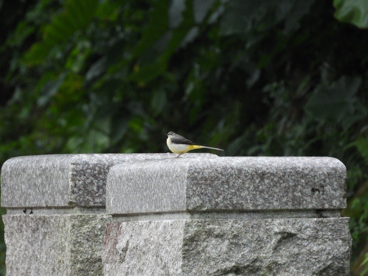 キセキレイ - ML645548941