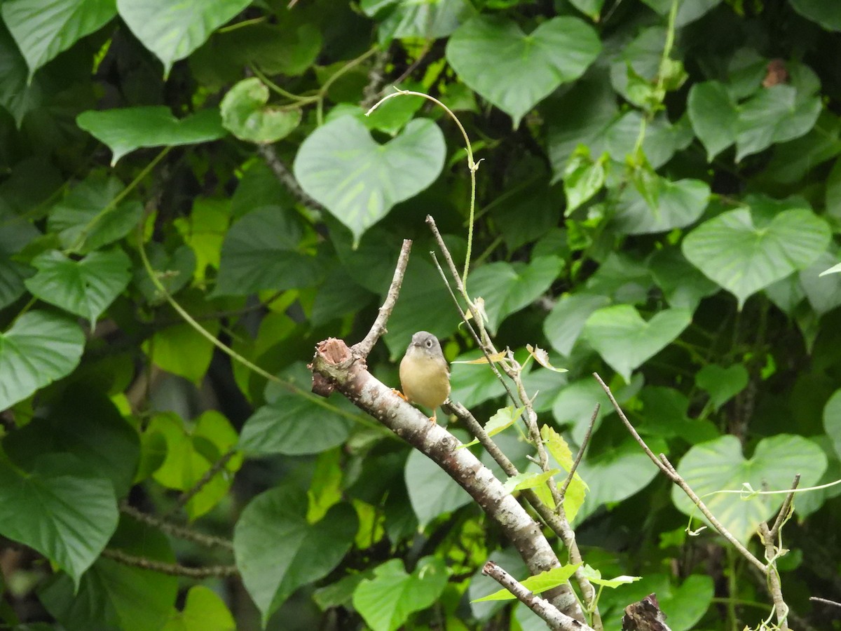 メジロチメドリ - ML645548942