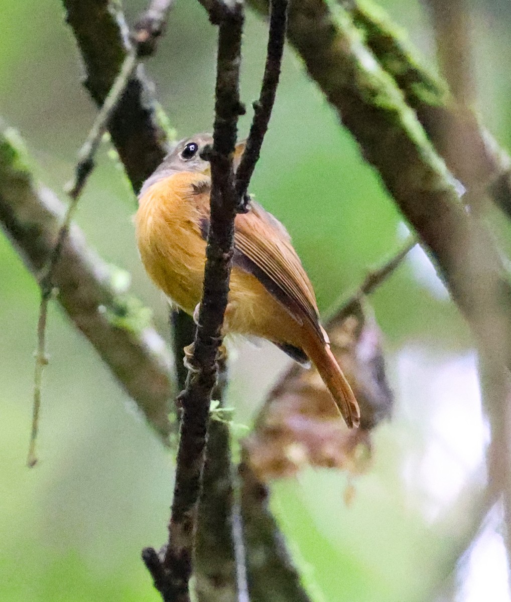 Ruddy-tailed Flycatcher - ML645548943