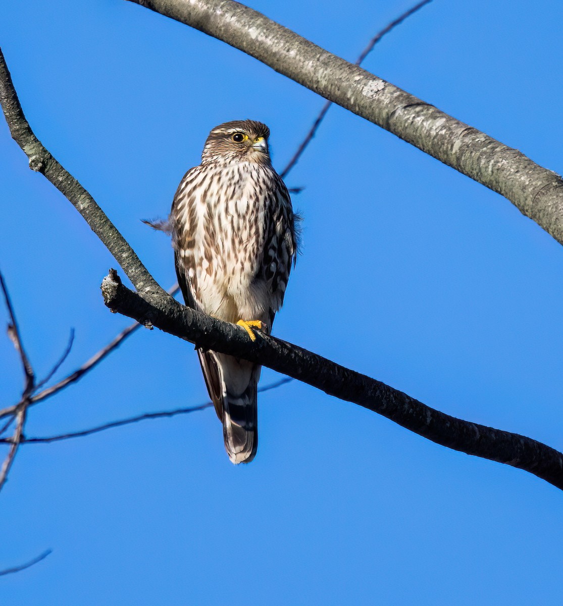 コチョウゲンボウ - ML645548945