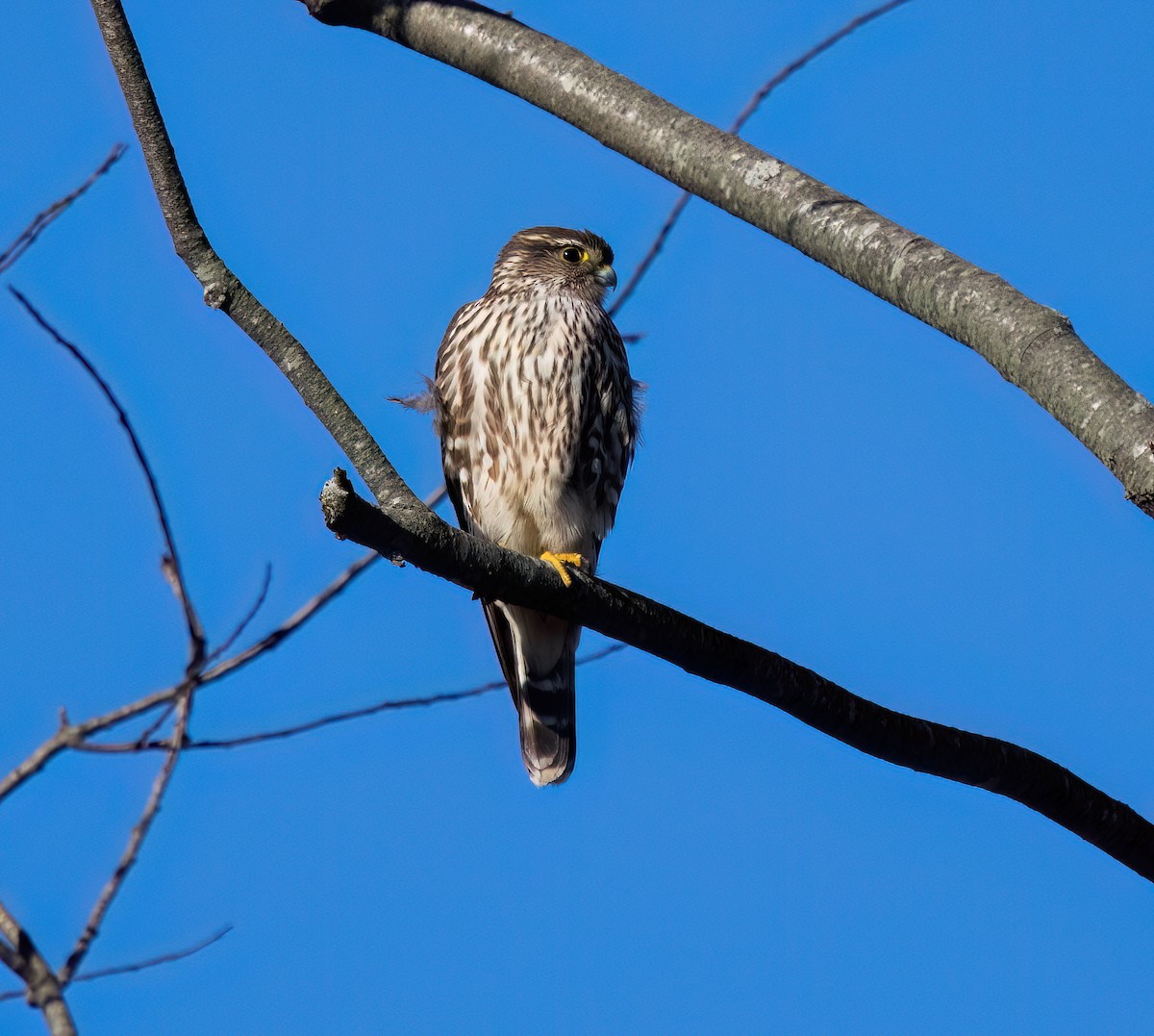 コチョウゲンボウ - ML645548946