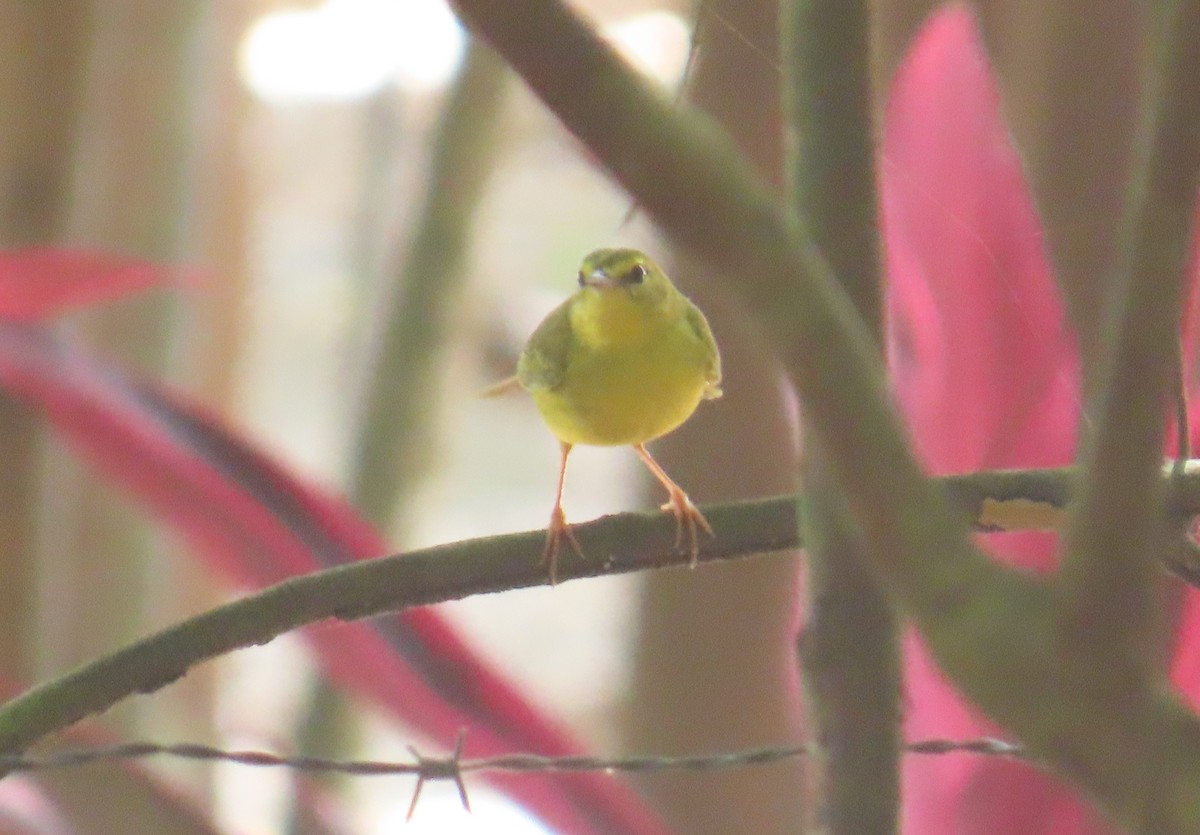 ウグイスアメリカムシクイ - ML645548947