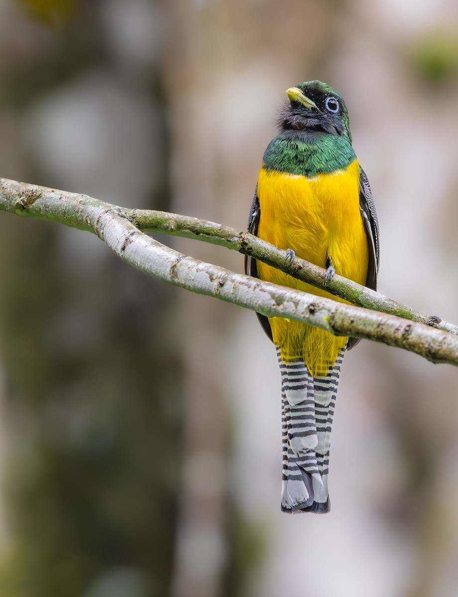 Graceful Black-throated Trogon - ML645548949