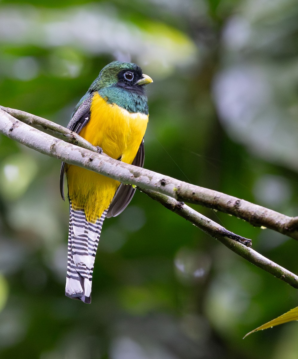 Graceful Black-throated Trogon - ML645548950
