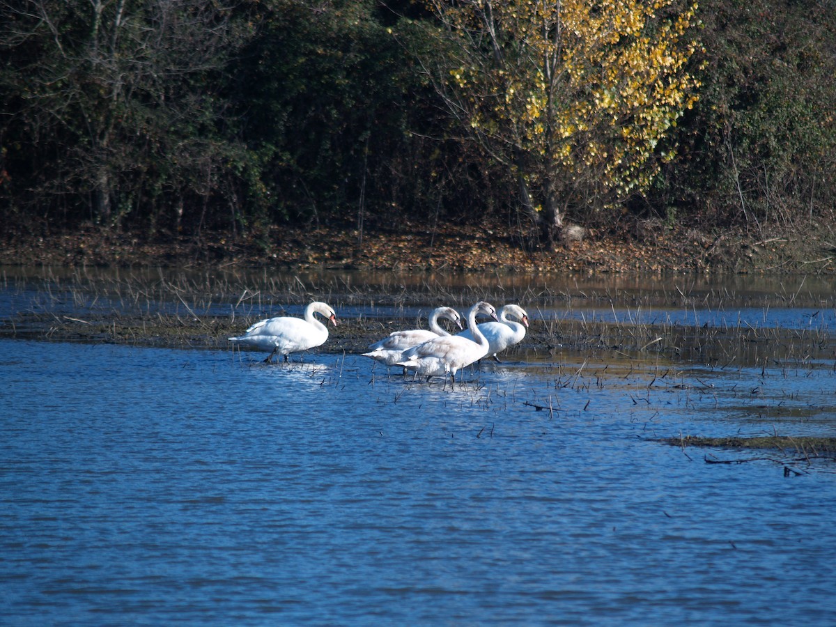 コブハクチョウ - ML645548951