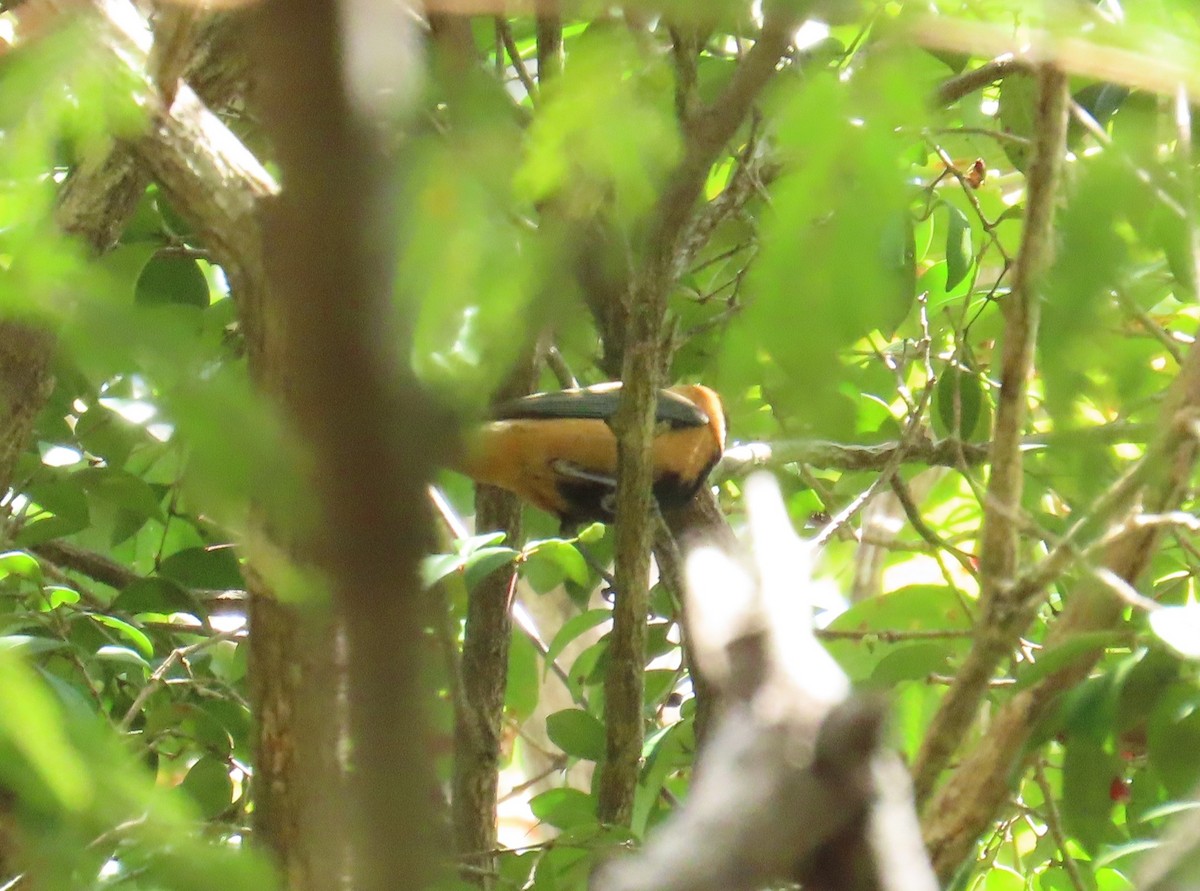 バフイロフウキンチョウ - ML645548954