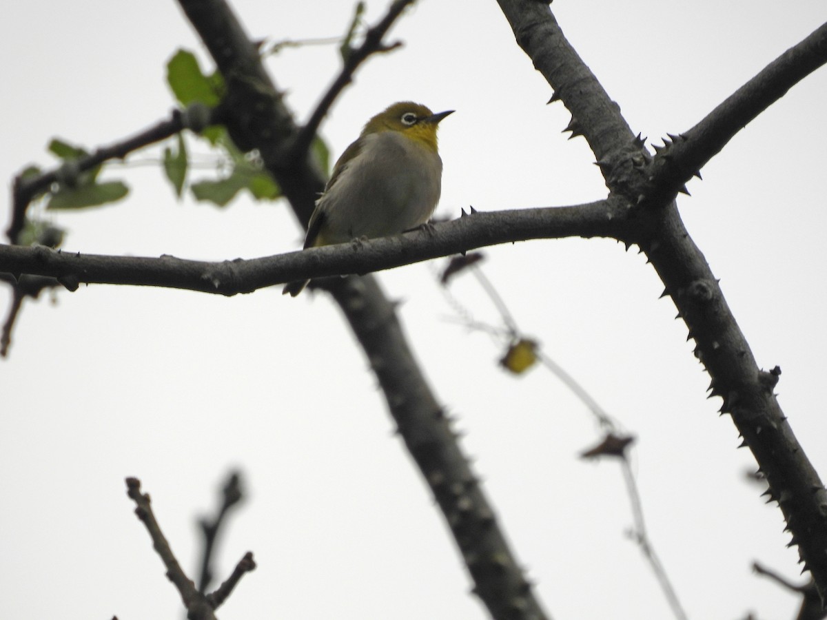 ミナミメジロ - ML645548955