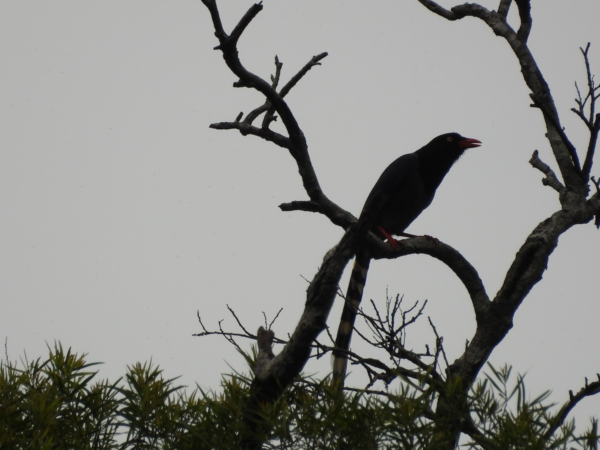 ヤマムスメ - ML645548956