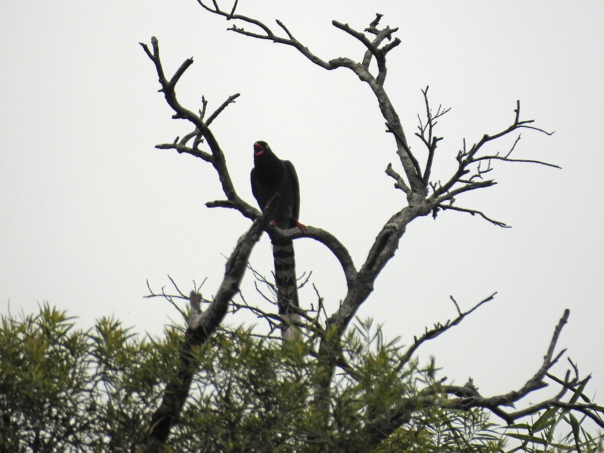 ヤマムスメ - ML645548957