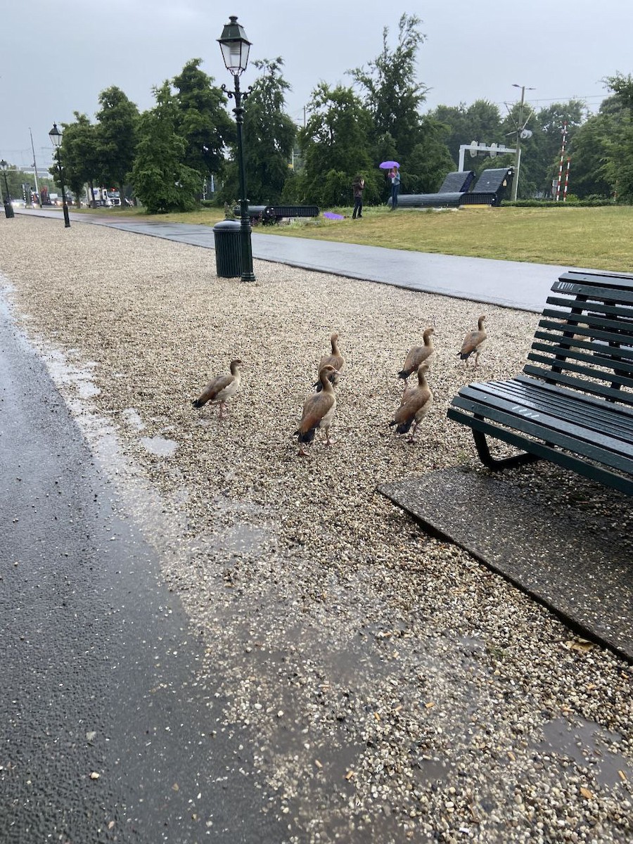 エジプトガン - ML645548958