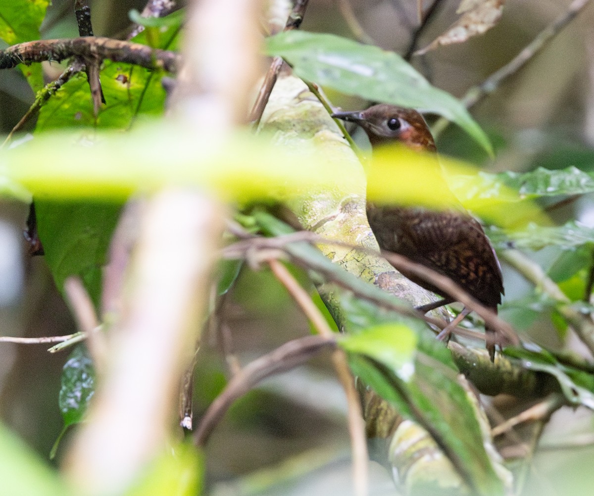 キタウタミソサザイ - ML645548959