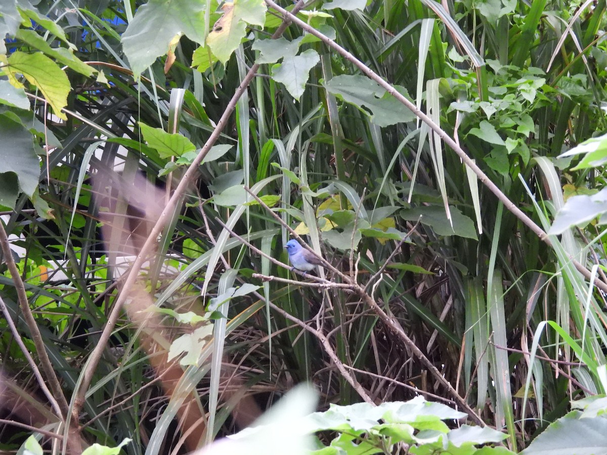 クロエリヒタキ - ML645548961