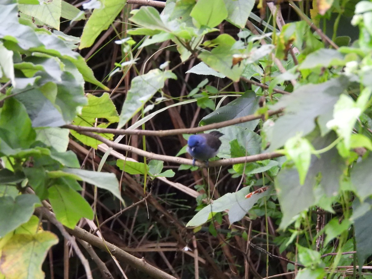 クロエリヒタキ - ML645548963