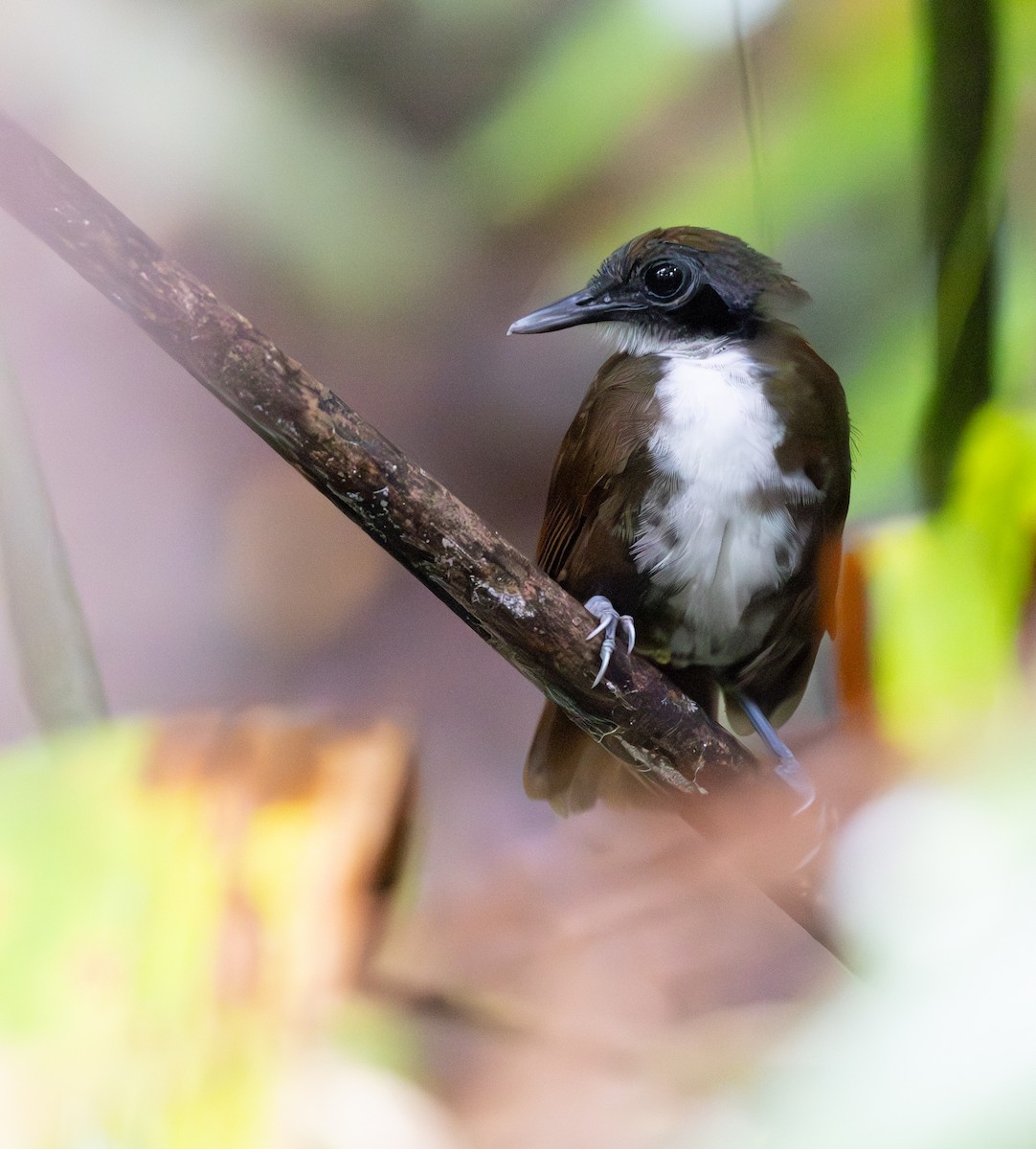 ニショクアリドリ - ML645548964