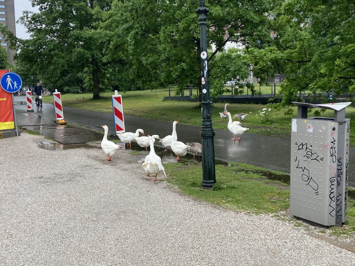 ハイイロガン - ML645548966