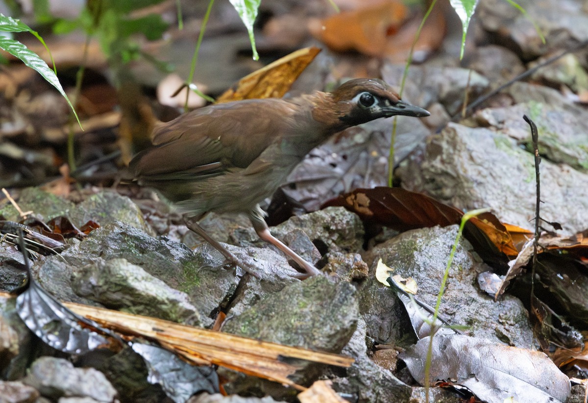 カオグロアリツグミ（hoffmanni グループ） - ML645548967