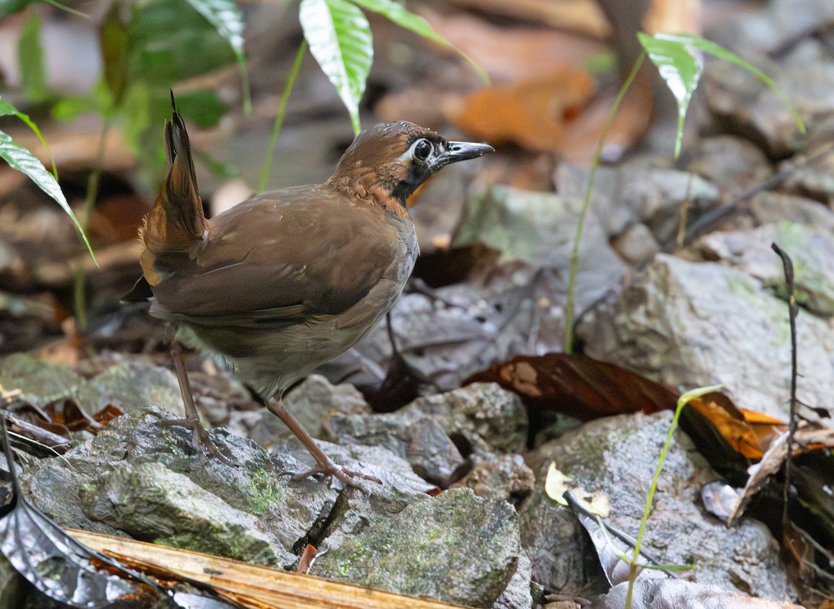 カオグロアリツグミ（hoffmanni グループ） - ML645548968