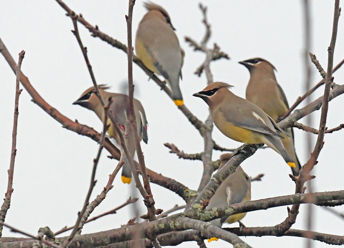 ヒメレンジャク - ML645548969