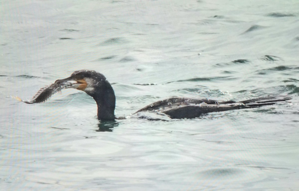 Great Cormorant - ML645548970