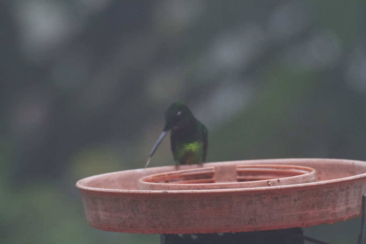 Empress Brilliant - ML645548971