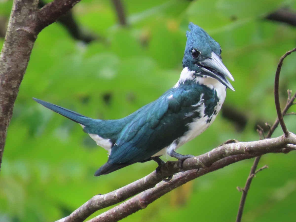 Amazon Kingfisher - ML645548973
