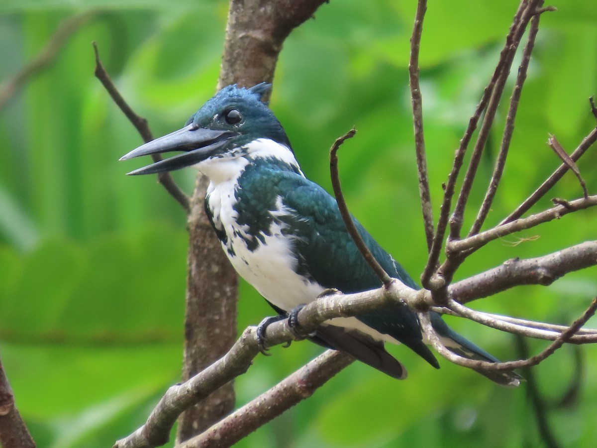 Amazon Kingfisher - ML645548974