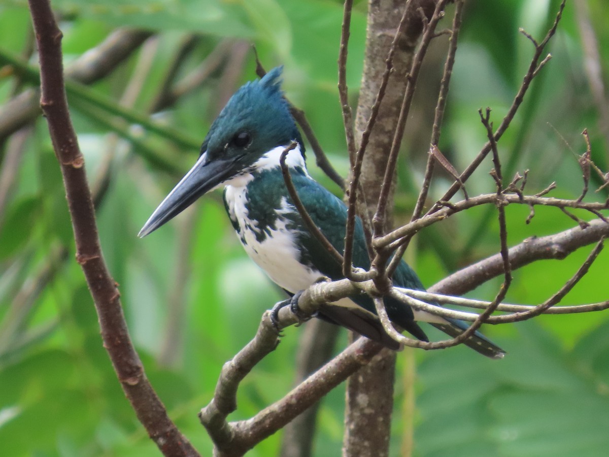 Amazon Kingfisher - ML645548975