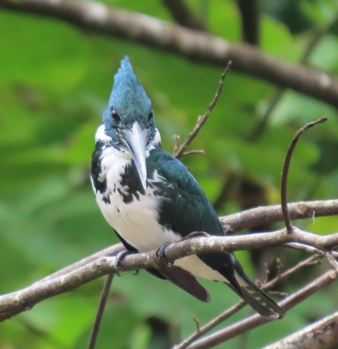 Amazon Kingfisher - ML645548976