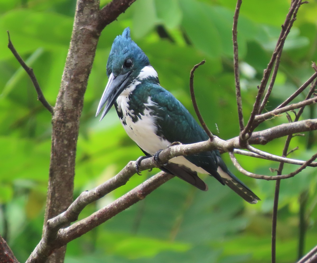 Amazon Kingfisher - ML645548977