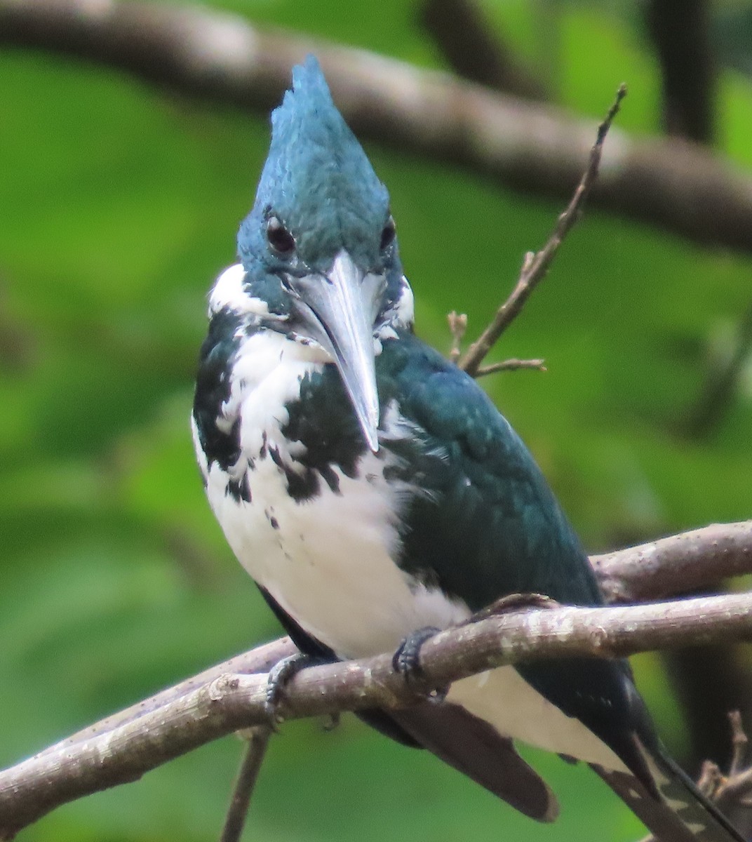 Amazon Kingfisher - ML645548978