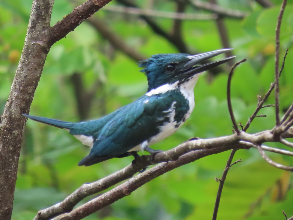 Amazon Kingfisher - ML645548979