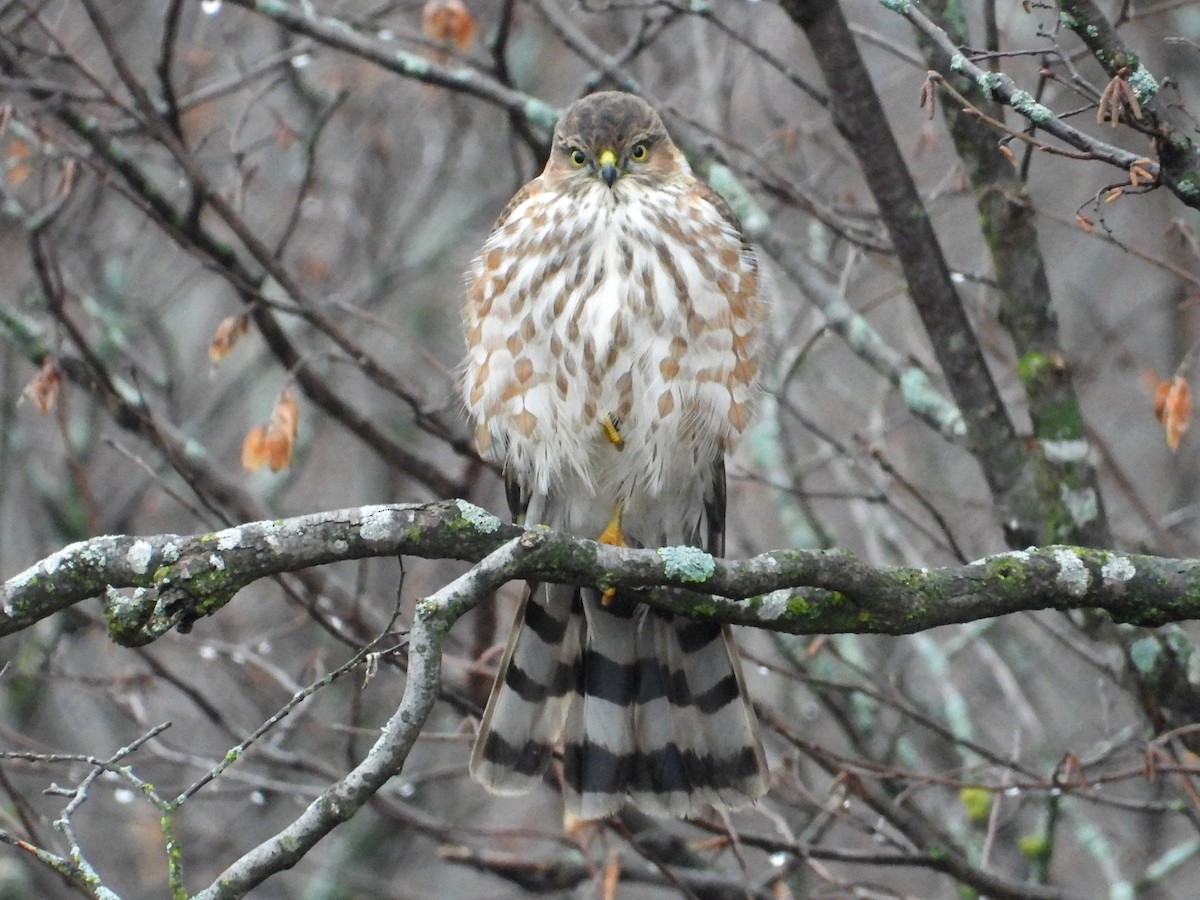 Sharp-shinned Hawk - ML645548980