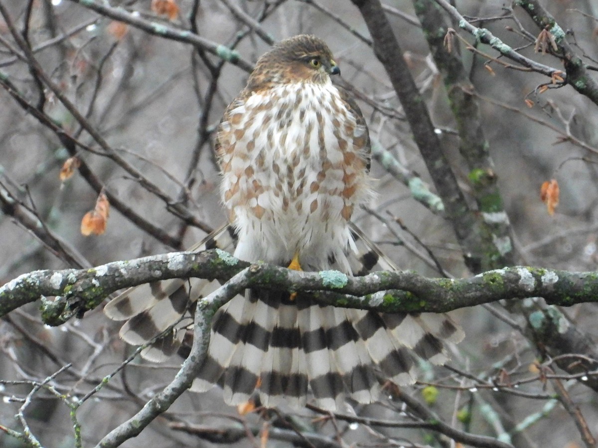 Sharp-shinned Hawk - ML645548983