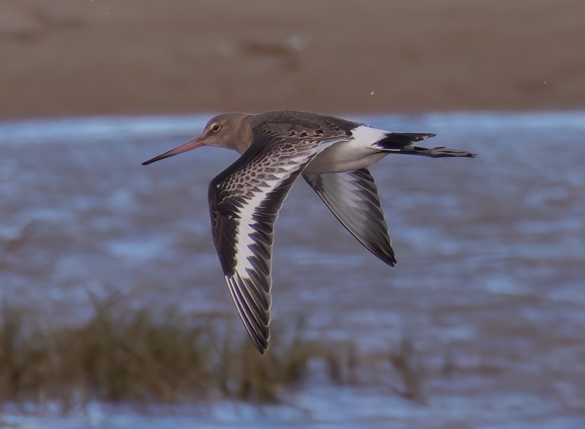 Black-tailed Godwit - ML645548989