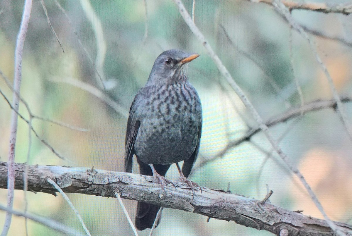 Eurasian Blackbird - ML645548992