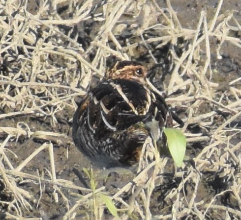 Wilson's Snipe - ML645549001