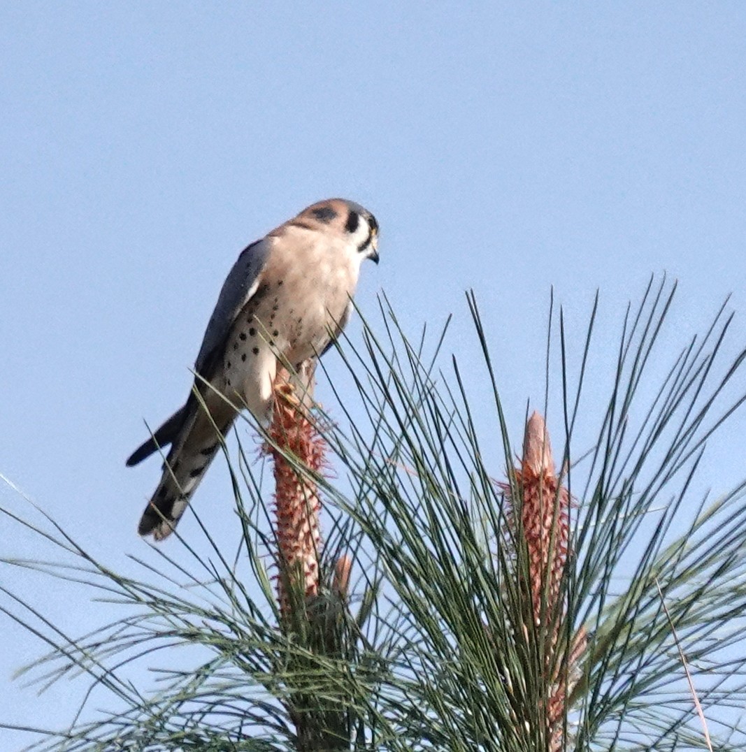 American Kestrel - ML645549006