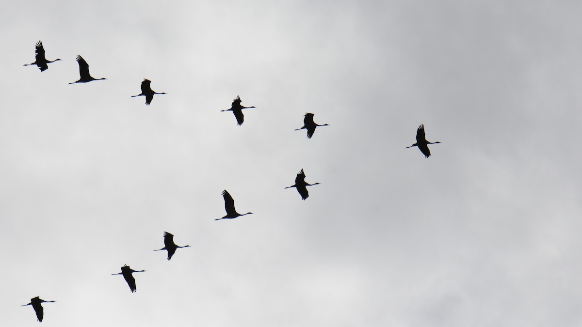 Common Crane - ML645549008