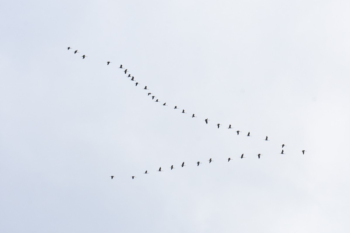 Common Crane - ML645549009