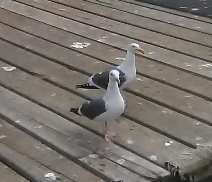 アメリカオオセグロカモメ - ML645549013