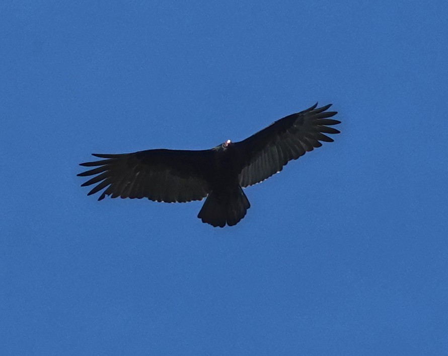 Turkey Vulture - ML645549023