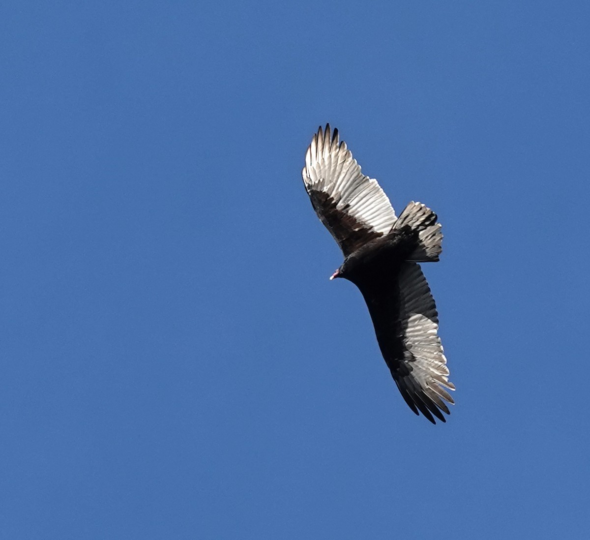 Turkey Vulture - ML645549024