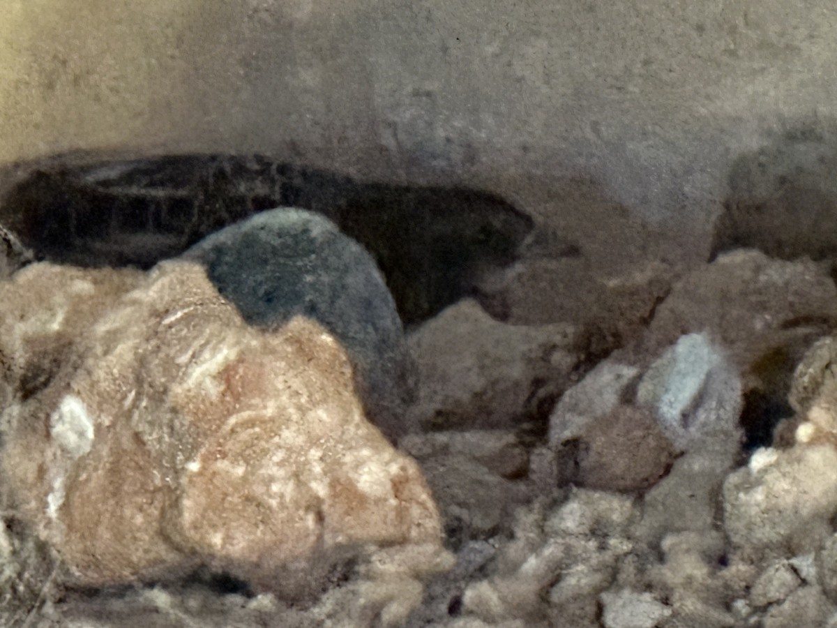 Yellow Rail - ML645549028