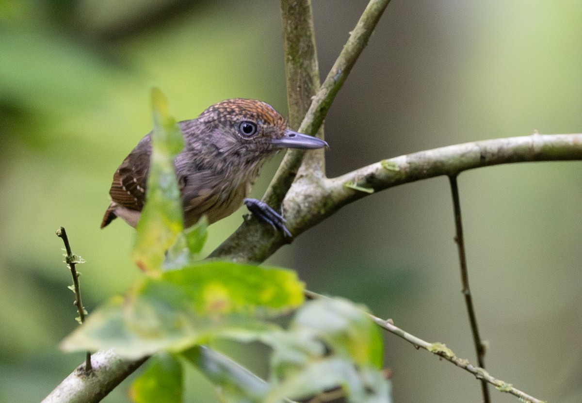 Spot-crowned Antvireo - ML645549029