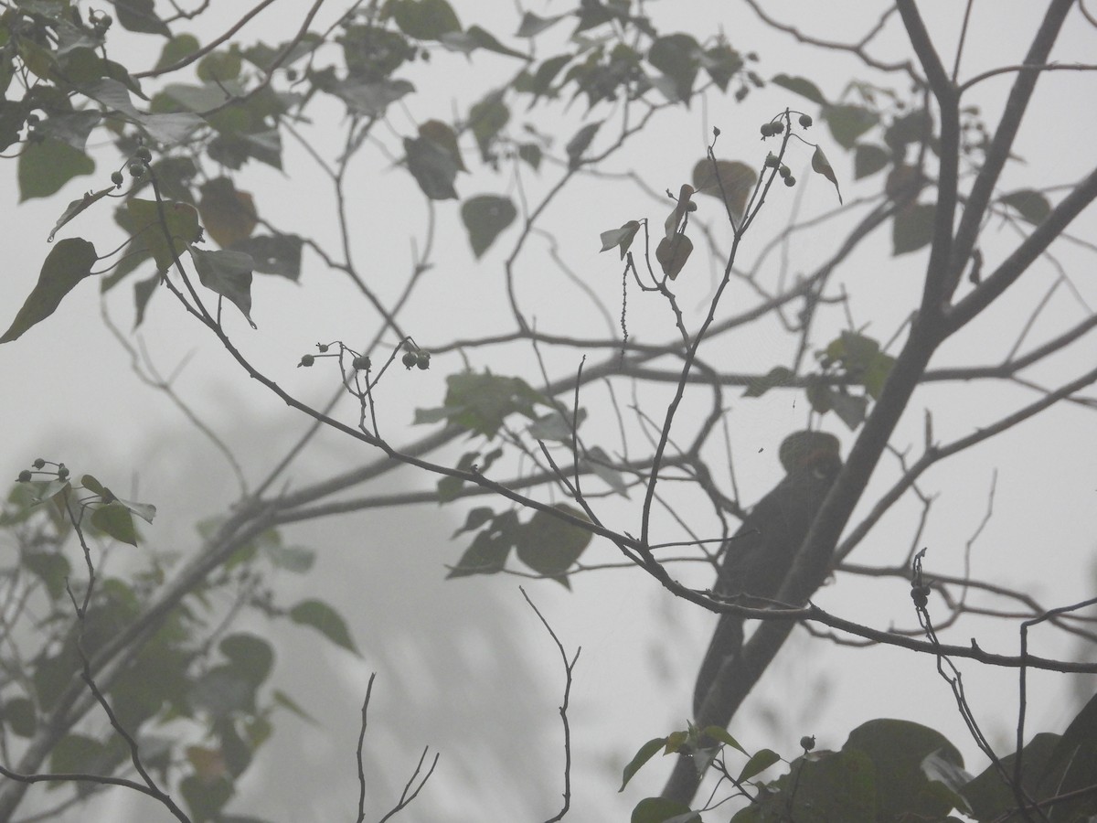 Garrulaxe mitré - ML645549054