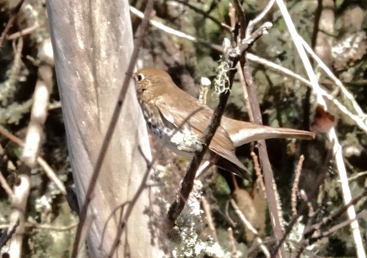 Hermit Thrush - ML645549067