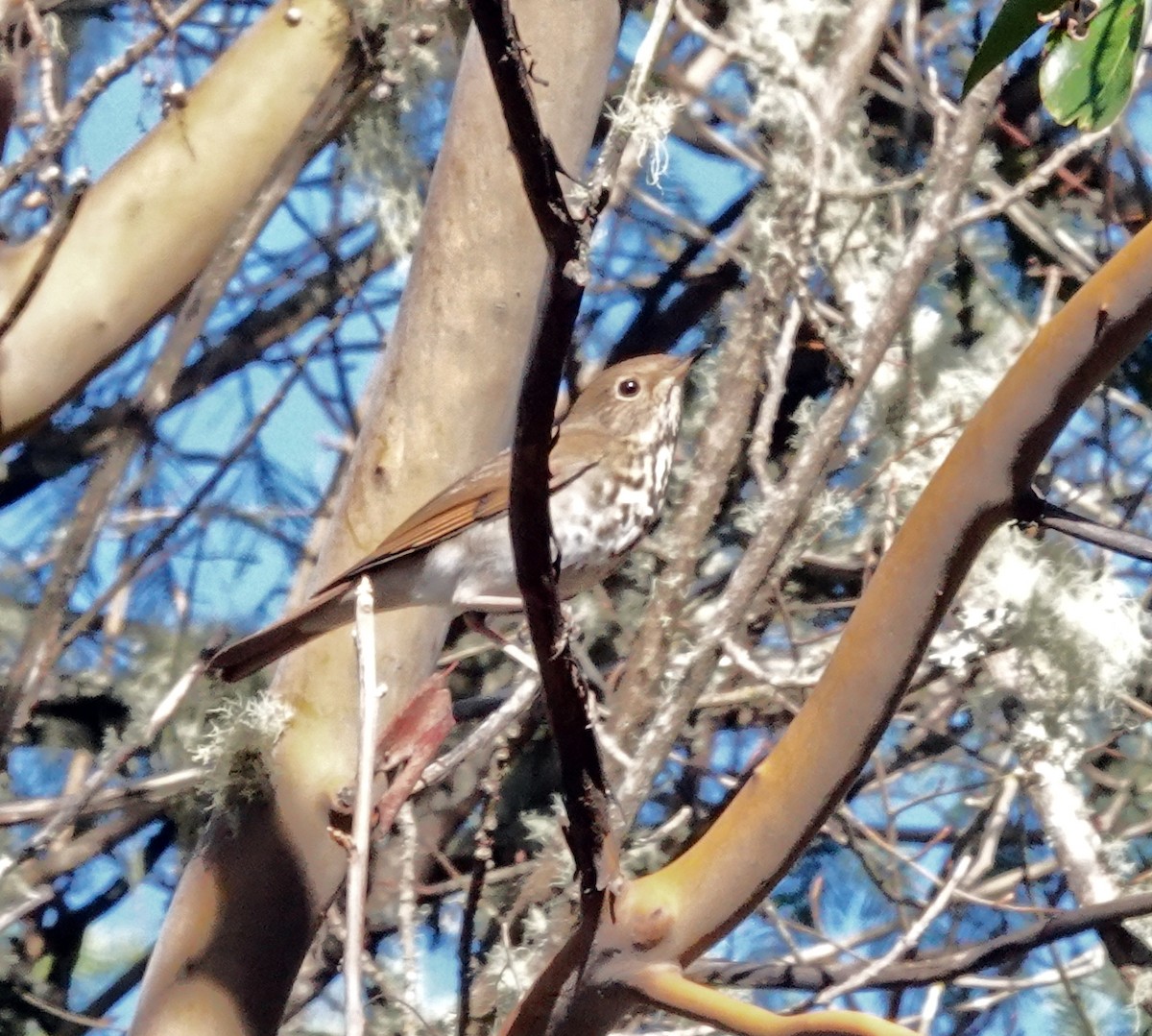 Hermit Thrush - ML645549068