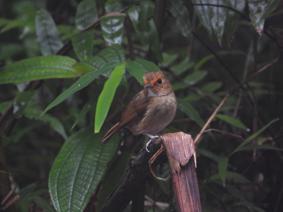 Gobemouche à face rousse - ML645549077